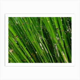 Bamboo Abstract Art Print