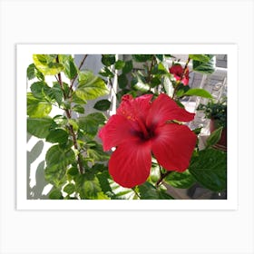 Red Hibiscus Flower Art Print