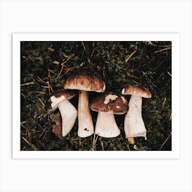 Woodland Mushroom Harvest Art Print