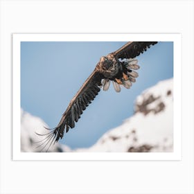 Sea Eagle Soaring Art Print