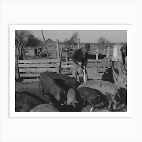 Untitled Photo, Possibly Related To Pouring Bran Into Can For Mixing Into A Mash For The Hogs, Sons Of Pomp Hall, Art Print