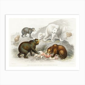 Grisly Bear, European Brown Bear ,American Black Bear, Polar Bear, Oliver Goldsmith Art Print