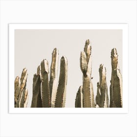Mexican Pole Cactus Art Print