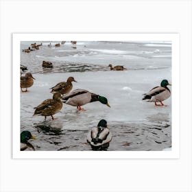 Ducks On Frozen Pond Art Print