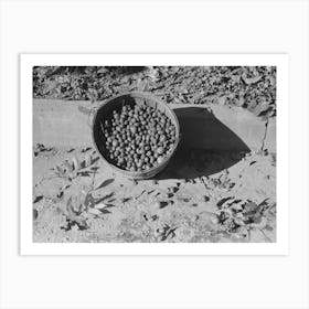 Basketfull Of Pecans, San Angelo, Texas By Russell Lee Art Print