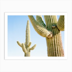 Desert Cactus Art Print