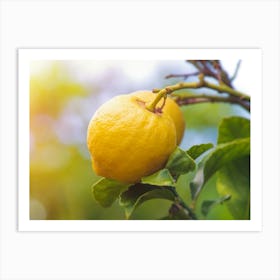 Lemons On A Tree 1 Art Print