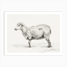 Standing Sheep, Jean Bernard Art Print