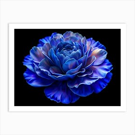 Blue Ranunculus Flower On Black Background Art Print