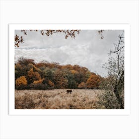 Cow In Fall Forest Art Print