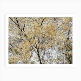 Autumn Trees Art Print