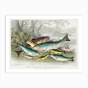 Salmon, Gilse, Salmon Trout, Great Lake Trout, Lake Trout, River Trout, And Parr, Oliver Goldsmith Art Print