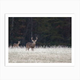 Whitetail Deer In Field Art Print