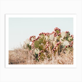 Prickly Pear Cactus Art Print