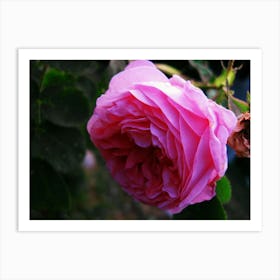 Pink Rose Art Print