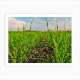 Crops Growing In A Field In The Countryside Art Print