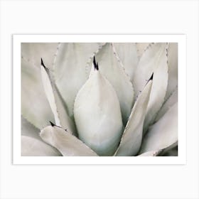 Neutral Agave Plant Art Print