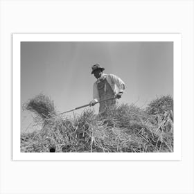 Worker Pitching Bundles Of Rice Near Crowley, Louisiana By Russell Lee Art Print