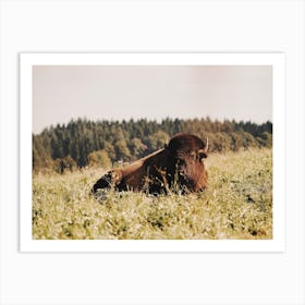 Buffalo In Lush Meadow Art Print