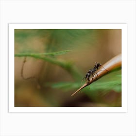 Ant On A Leaf Art Print