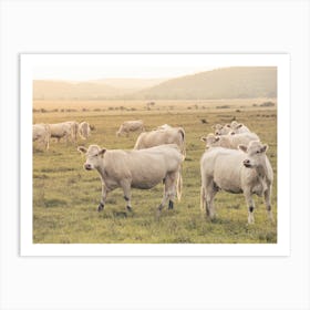 White Cow Herd Art Print