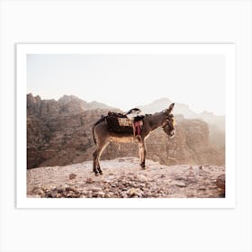 Donkey in Jordan in the dry mountains waiting for it's owner Art Print