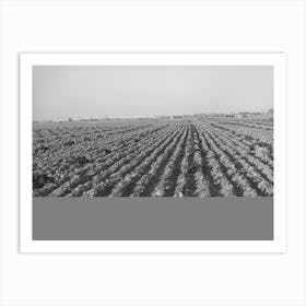 Cabbage Field In The Winter,Bexar County, Texas By Russell Lee Art Print