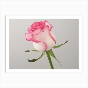 Pink Rose 1 Art Print