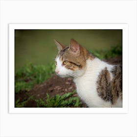 Cat In The Grass Art Print