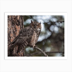 Horned Owl In Tree Art Print