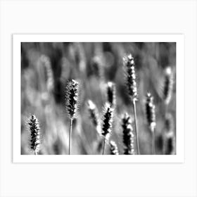 Weeds BW Art Print