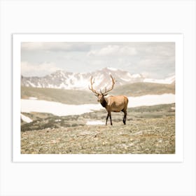 Bull Elk Scenery Art Print