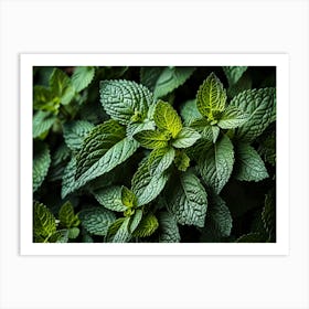 Close Up Of Mint Leaves 1 Art Print