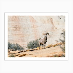 New Mexico Desert Bighorn Sheep Art Print