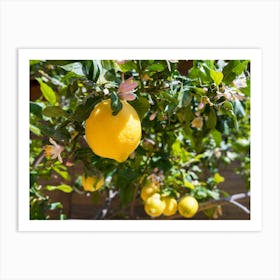 Blooming lemon tree with yellow lemons Art Print