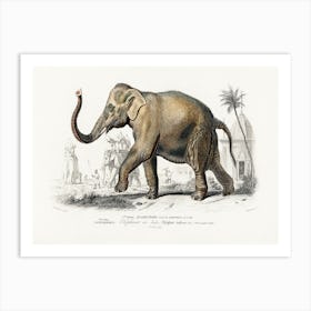 Asiatic Elephant (Elephas Maximus), Charles Dessalines D'Orbigny Art Print