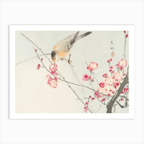 Songbird On Blossom Branch, Ohara Koson Art Print