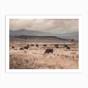 Grazing Bison Herd Art Print