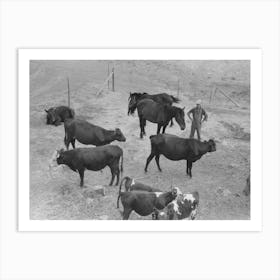 Cows And Horses Belonging To Mr, Schoenfeldt, Russian German Fsa (Farm Security Administration) Client Art Print