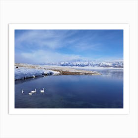 Swans In The Snow Art Print