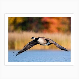 Canadian Geese In Flight 1 Art Print