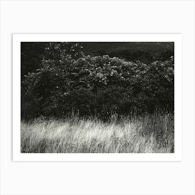 Hedge And Grasses–Lake George (1933), Alfred Stieglitz Art Print