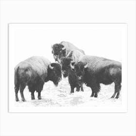Group Of Bison Art Print