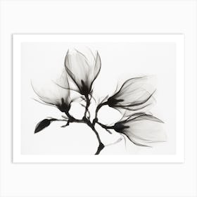 Magnolia Branch With Four Flowers Art Print