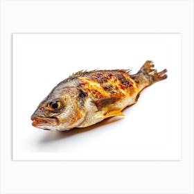 Grilled Fish Isolated On White Art Print