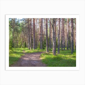 Birch Forest Art Print