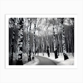 Birch Trees In Winter 1 Art Print