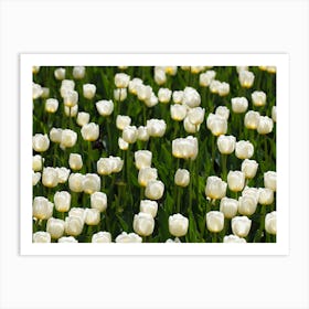 White Tulips 1 Art Print