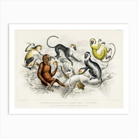 Red Orang Outang, Diana Monkey, Guereza Monket, Veried Monkey, Collared White Eyelid Monkey, And Green Monkey, Oliver Goldsmith Art Print