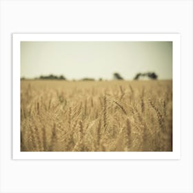 Golden Wheat Field Art Print